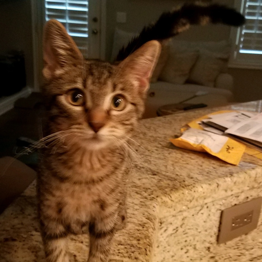 Meet your Posher, Regina